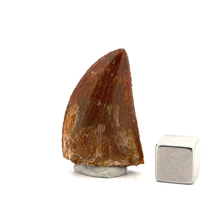 Carcharodontosaurus fossil tooth, Dinosaur tooth from Kem Kem Beds, Morocco (1.22") - FossilsAndMore