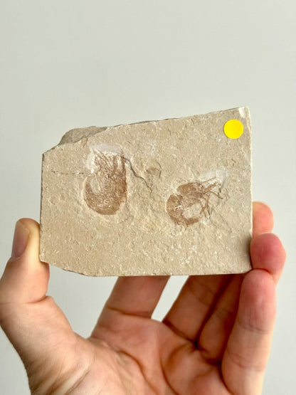 Carpopenaeus Callirostris, 2 Fossil shrimps on matrix (0.97") - Cretaceous, Lebanon - FossilsAndMore