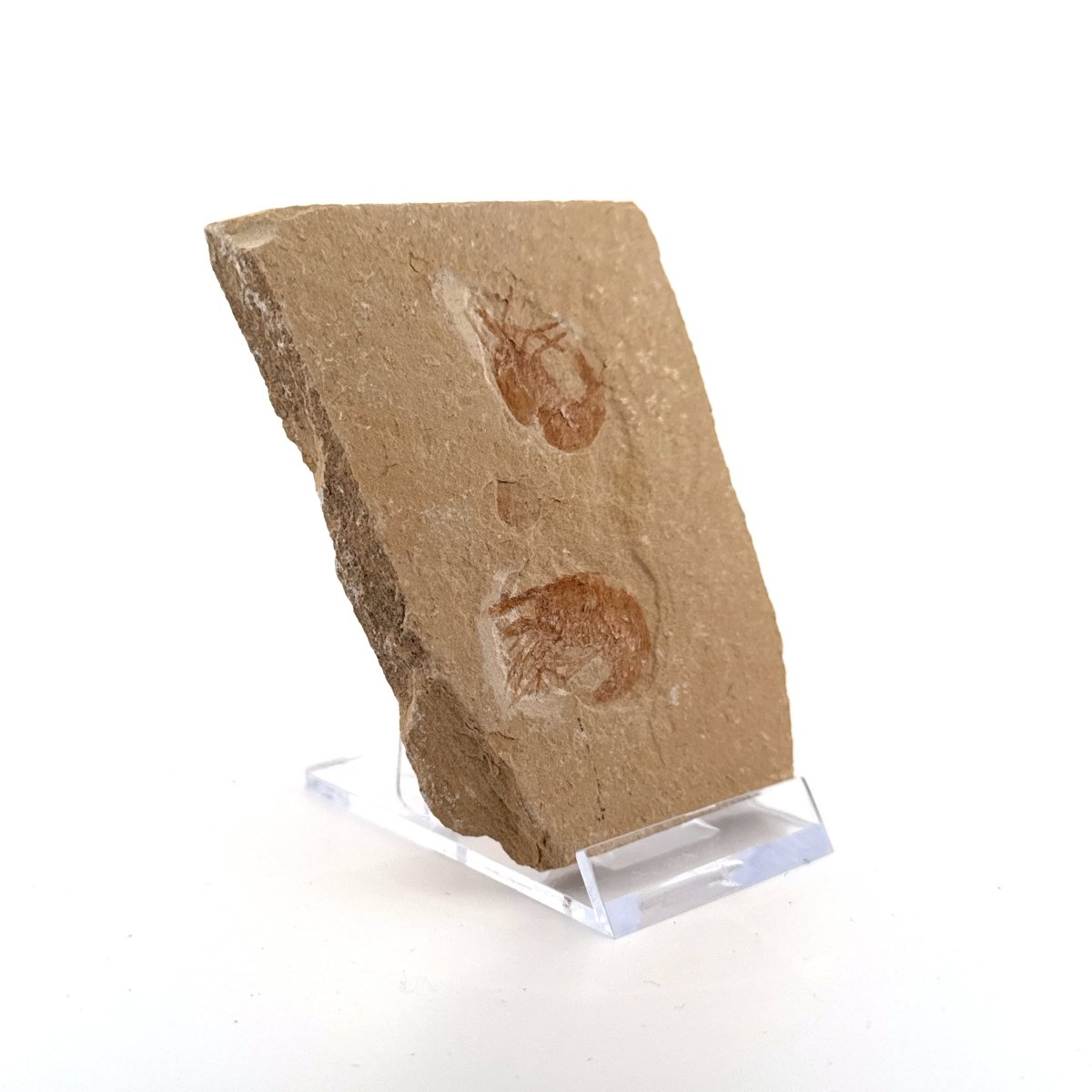 Carpopenaeus Callirostris, 2 Fossil shrimps on matrix (0.97") - Cretaceous, Lebanon - FossilsAndMore