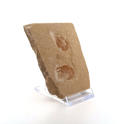 Carpopenaeus Callirostris, 2 Fossil shrimps on matrix (0.97") - Cretaceous, Lebanon - FossilsAndMore