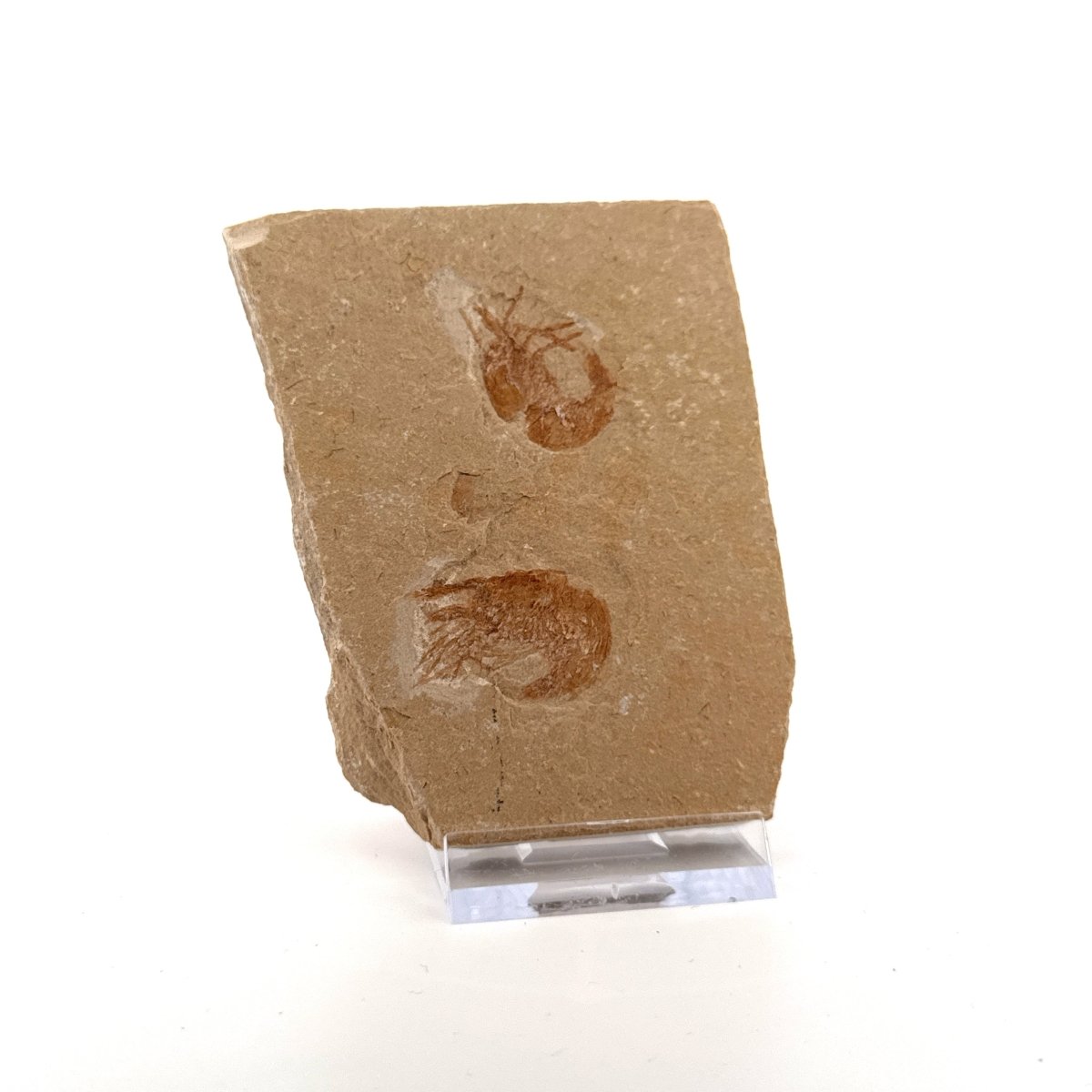 Carpopenaeus Callirostris, 2 Fossil shrimps on matrix (0.97") - Cretaceous, Lebanon - FossilsAndMore