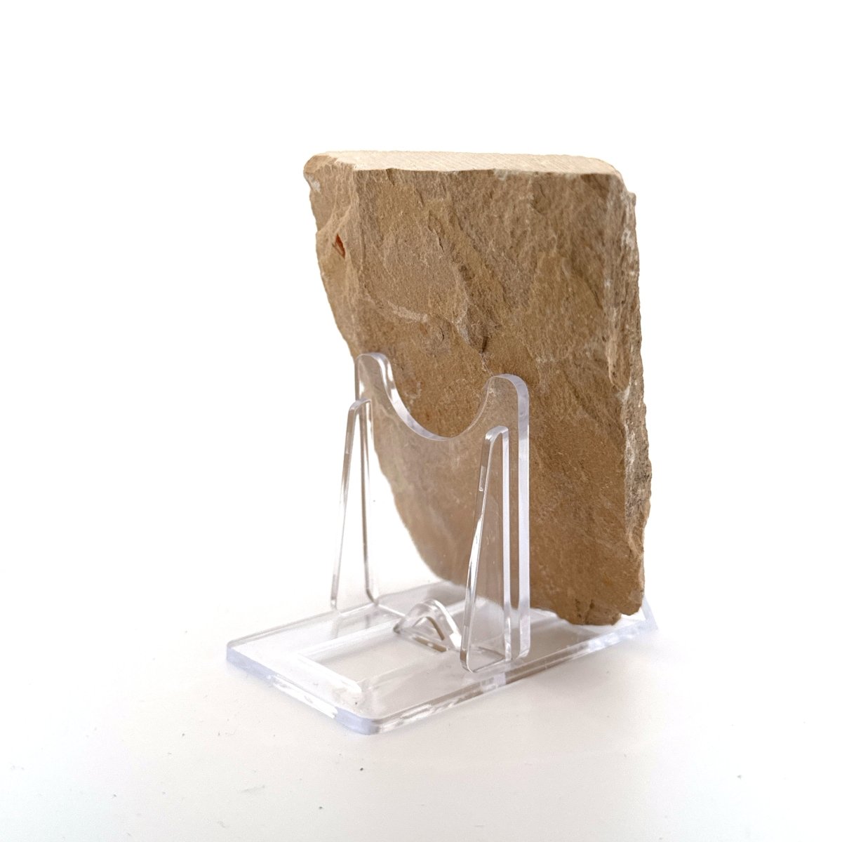 Carpopenaeus Callirostris, 2 Fossil shrimps on matrix (0.97") - Cretaceous, Lebanon - FossilsAndMore