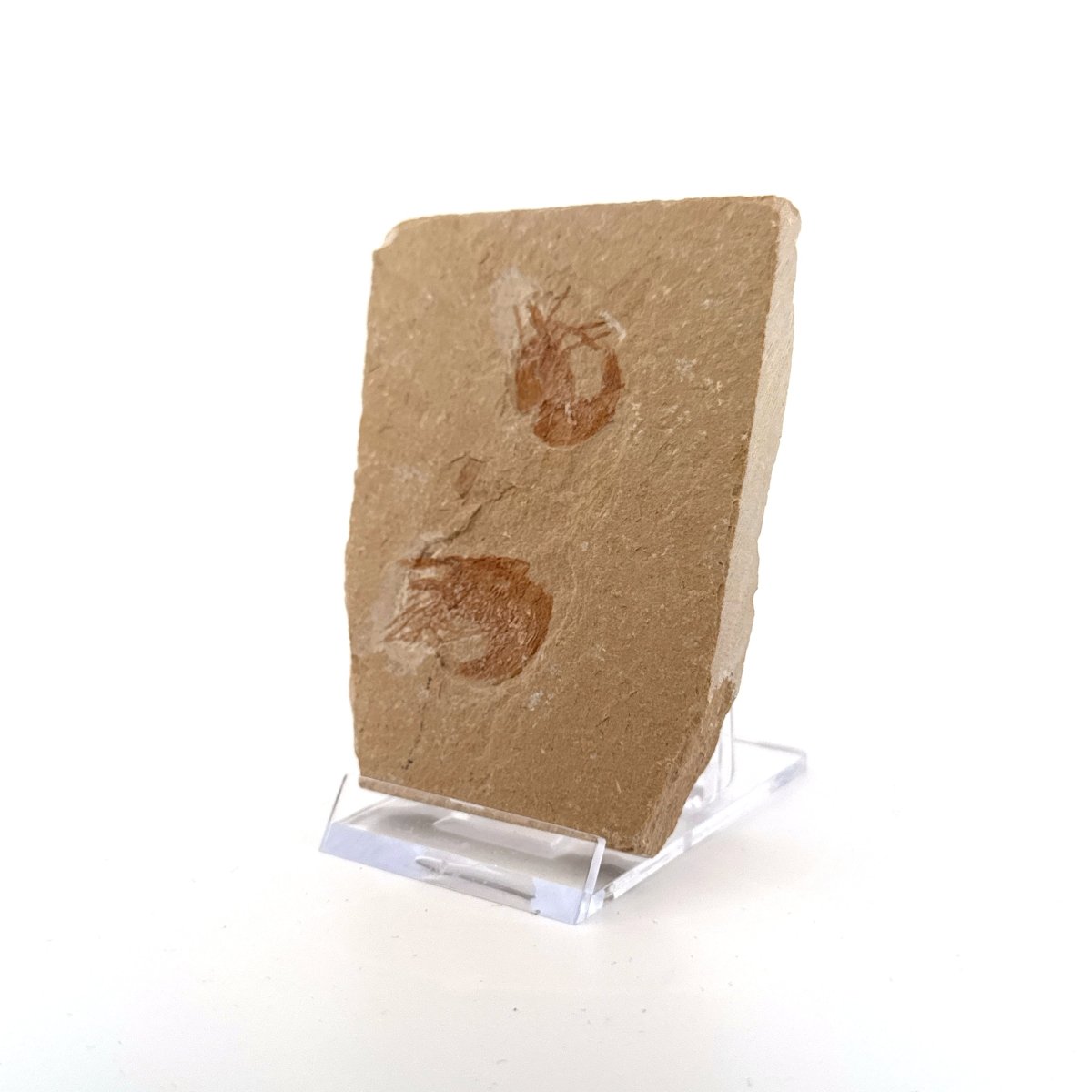 Carpopenaeus Callirostris, 2 Fossil shrimps on matrix (0.97") - Cretaceous, Lebanon - FossilsAndMore