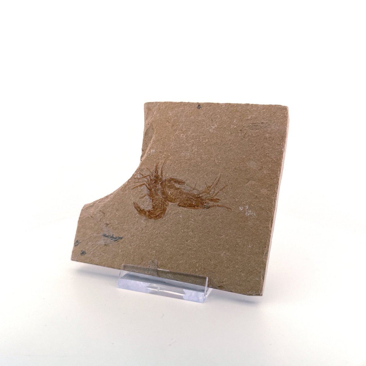 Carpopenaeus Callirostris, 2 Fossil shrimps on matrix (1.36") from Lebanon - FossilsAndMore