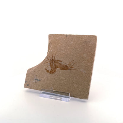 Carpopenaeus Callirostris, 2 Fossil shrimps on matrix (1.36") from Lebanon - FossilsAndMore