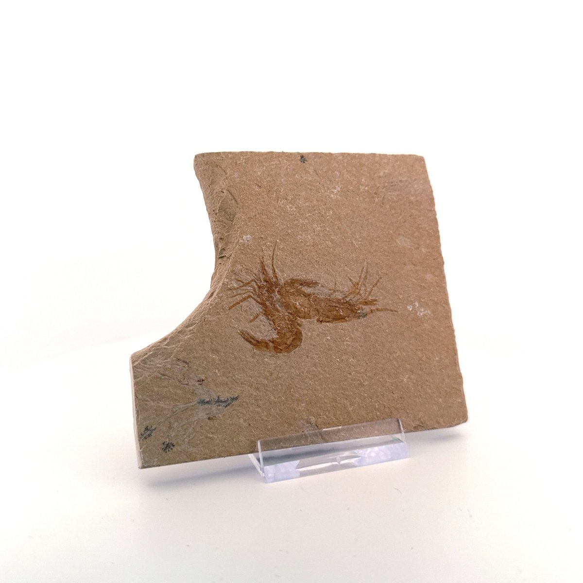 Carpopenaeus Callirostris, 2 Fossil shrimps on matrix (1.36") from Lebanon - FossilsAndMore