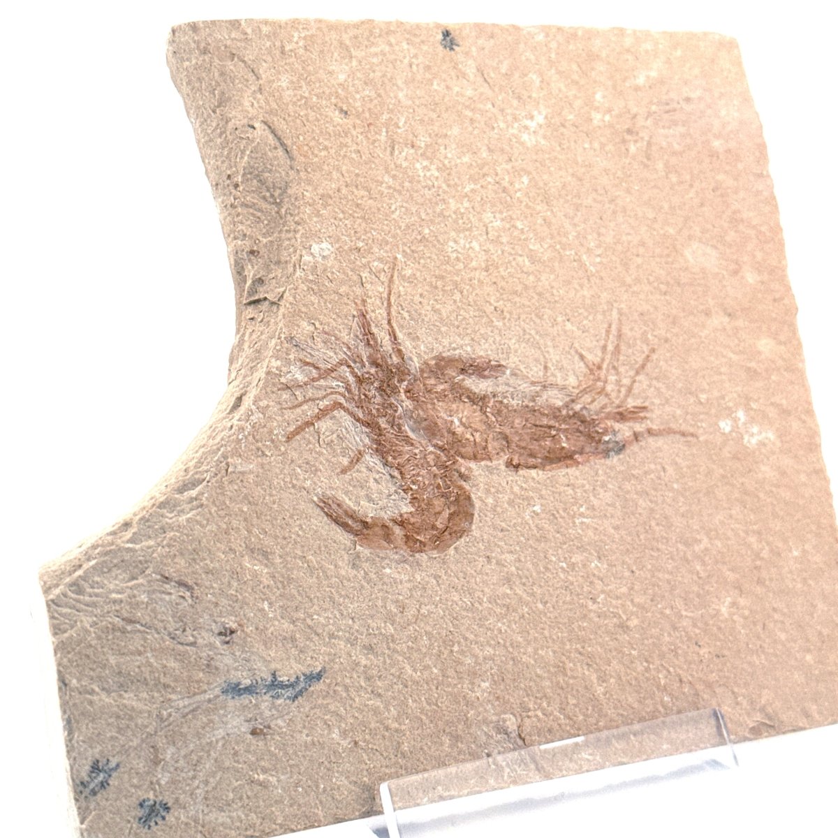 Carpopenaeus Callirostris, 2 Fossil shrimps on matrix (1.36") from Lebanon - FossilsAndMore