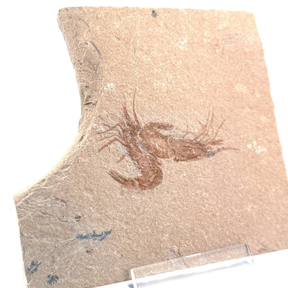 Carpopenaeus Callirostris, 2 Fossil shrimps on matrix (1.36") from Lebanon - FossilsAndMore