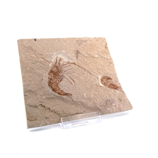 Carpopenaeus Callirostris, 2 Fossil shrimps on matrix (1.99") from Lebanon - FossilsAndMore