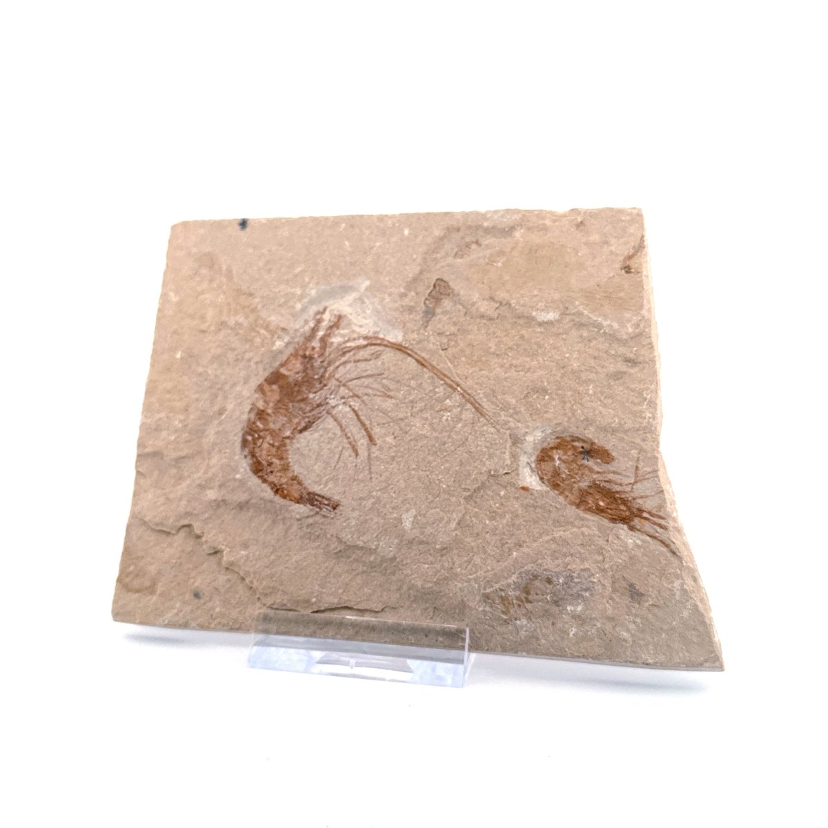 Carpopenaeus Callirostris, 2 Fossil shrimps on matrix (1.99") from Lebanon - FossilsAndMore