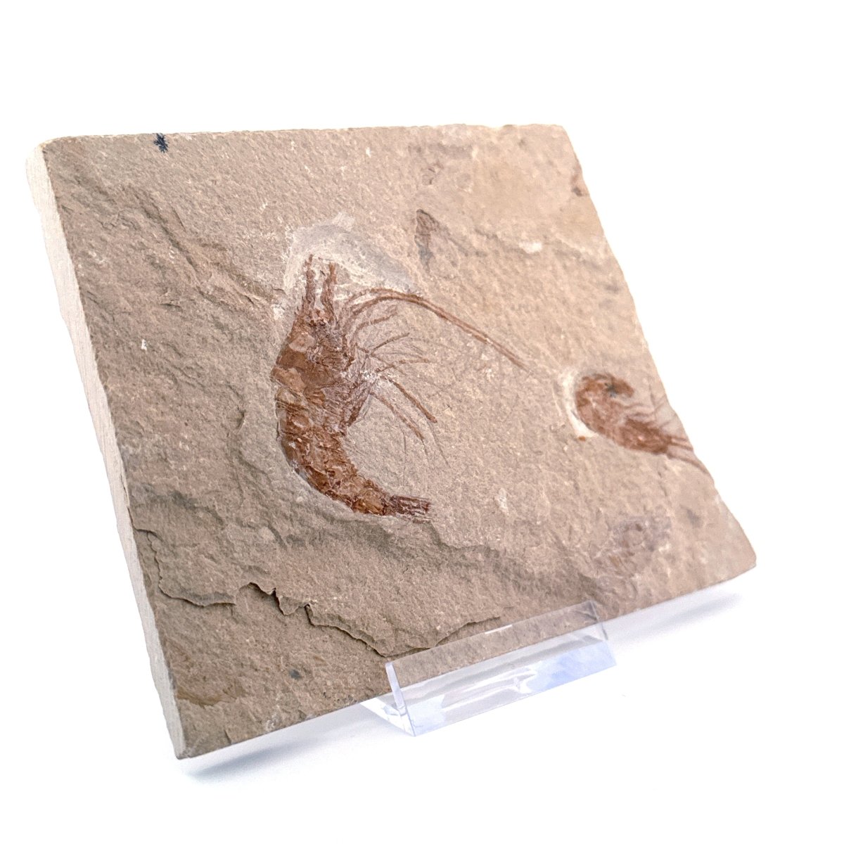 Carpopenaeus Callirostris, 2 Fossil shrimps on matrix (1.99") from Lebanon - FossilsAndMore