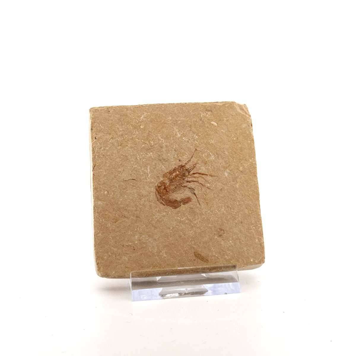 Carpopenaeus Callirostris fossil shrimp on matrix (1.07") - Cretaceous, Lebanon - FossilsAndMore