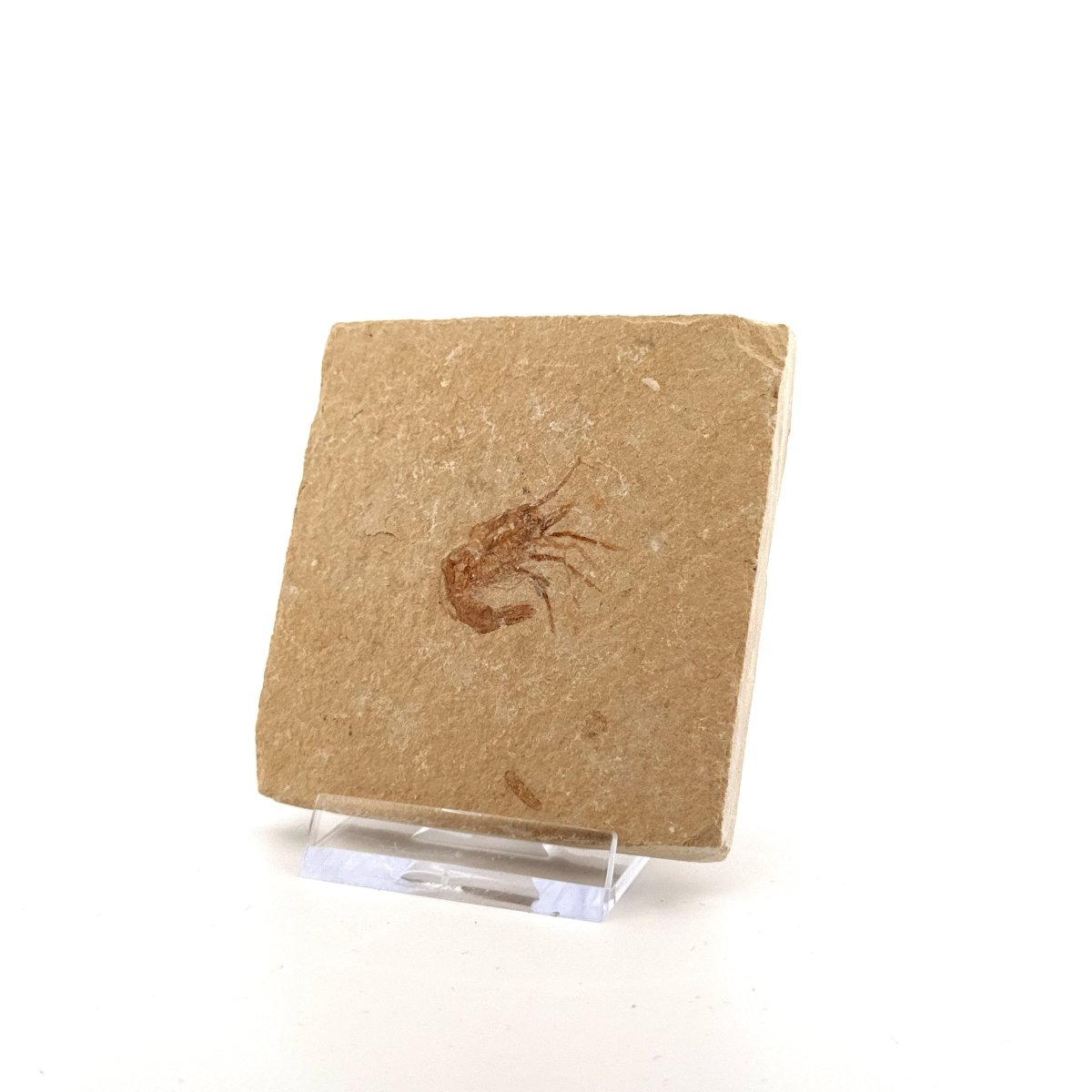 Carpopenaeus Callirostris fossil shrimp on matrix (1.07") - Cretaceous, Lebanon - FossilsAndMore