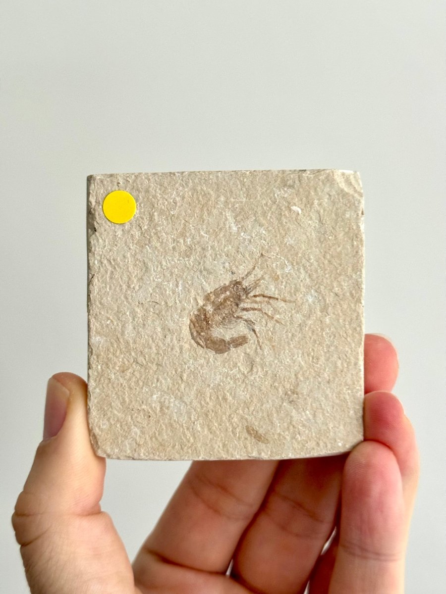 Carpopenaeus Callirostris fossil shrimp on matrix (1.07") - Cretaceous, Lebanon - FossilsAndMore