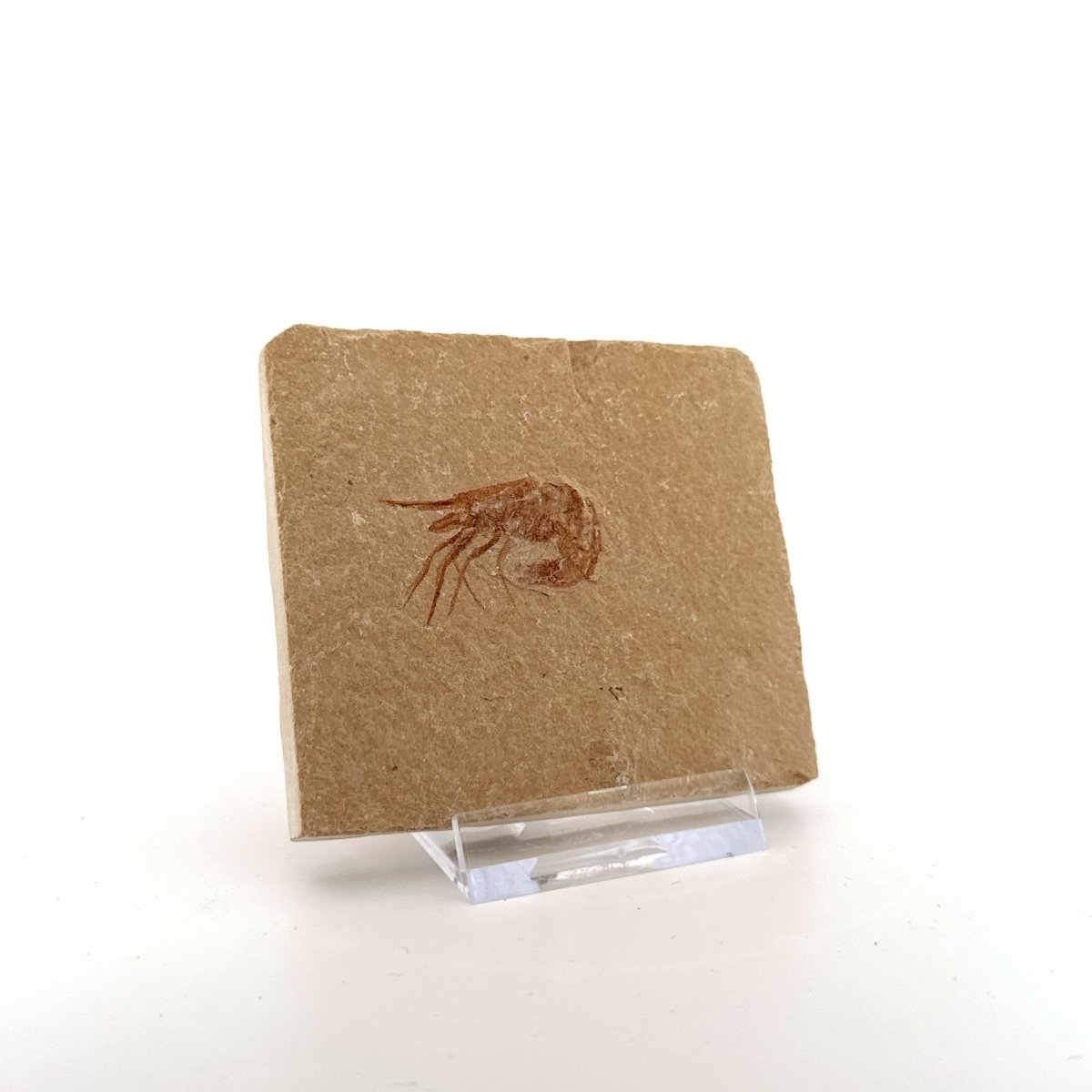 Carpopenaeus Callirostris fossil shrimp on matrix (1.16") - Cretaceous, Lebanon - FossilsAndMore