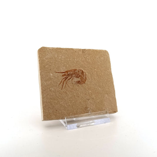 Carpopenaeus Callirostris fossil shrimp on matrix (1.16") - Cretaceous, Lebanon - FossilsAndMore