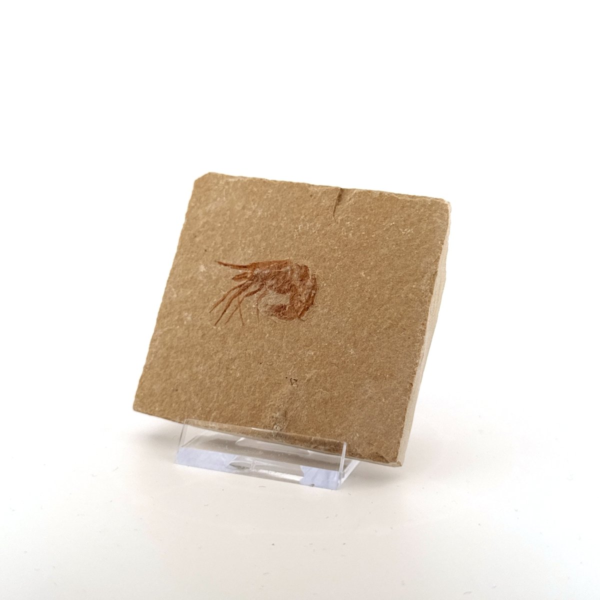 Carpopenaeus Callirostris fossil shrimp on matrix (1.16") - Cretaceous, Lebanon - FossilsAndMore