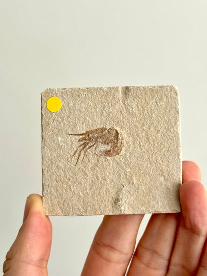 Carpopenaeus Callirostris fossil shrimp on matrix (1.16") - Cretaceous, Lebanon - FossilsAndMore