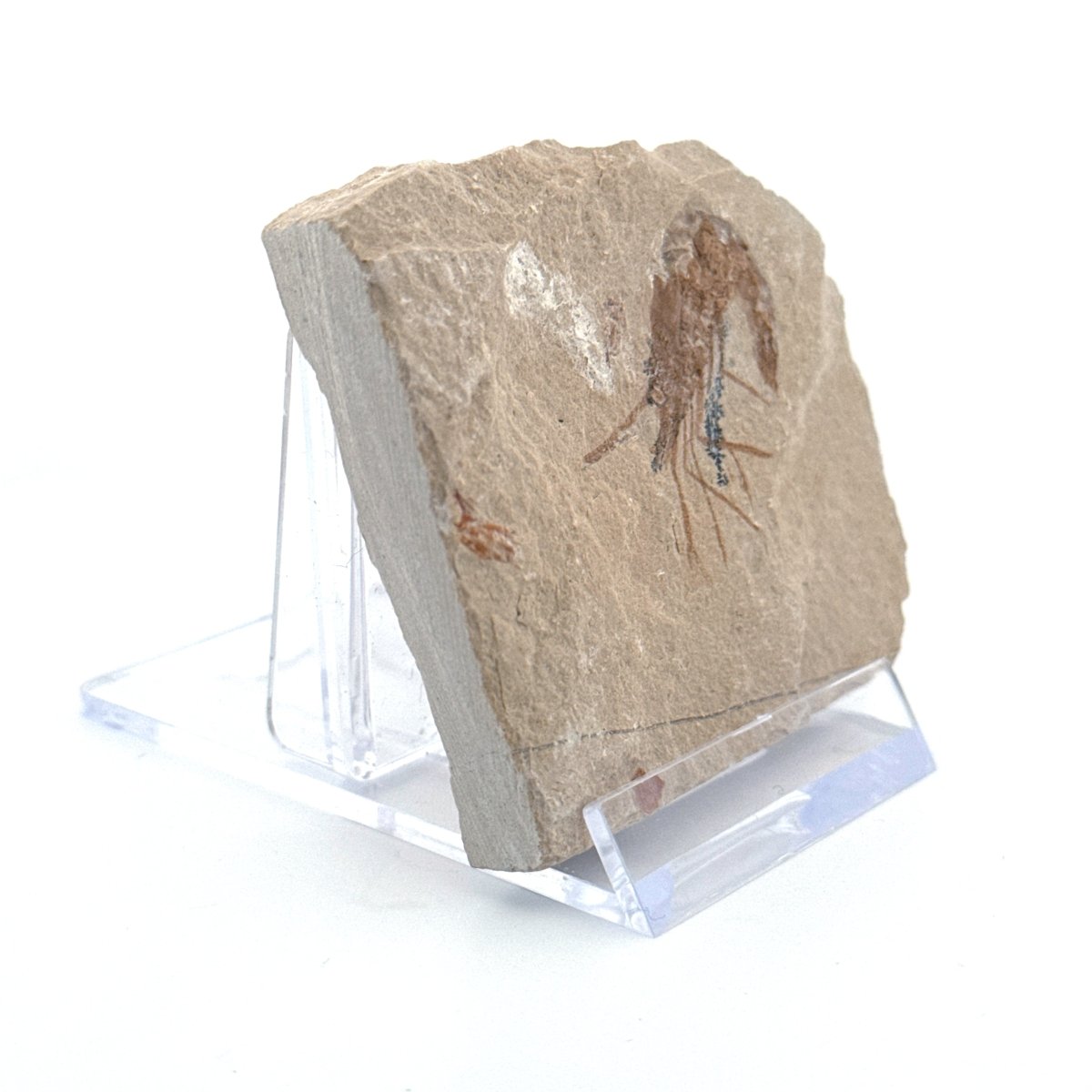 Carpopenaeus Callirostris, Fossil shrimp on matrix (1.23") from Lebanon - FossilsAndMore