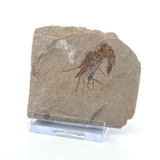 Carpopenaeus Callirostris, Fossil shrimp on matrix (1.23") from Lebanon - FossilsAndMore