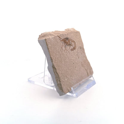 Carpopenaeus Callirostris, Fossil shrimp on matrix (1.24") from Lebanon - FossilsAndMore