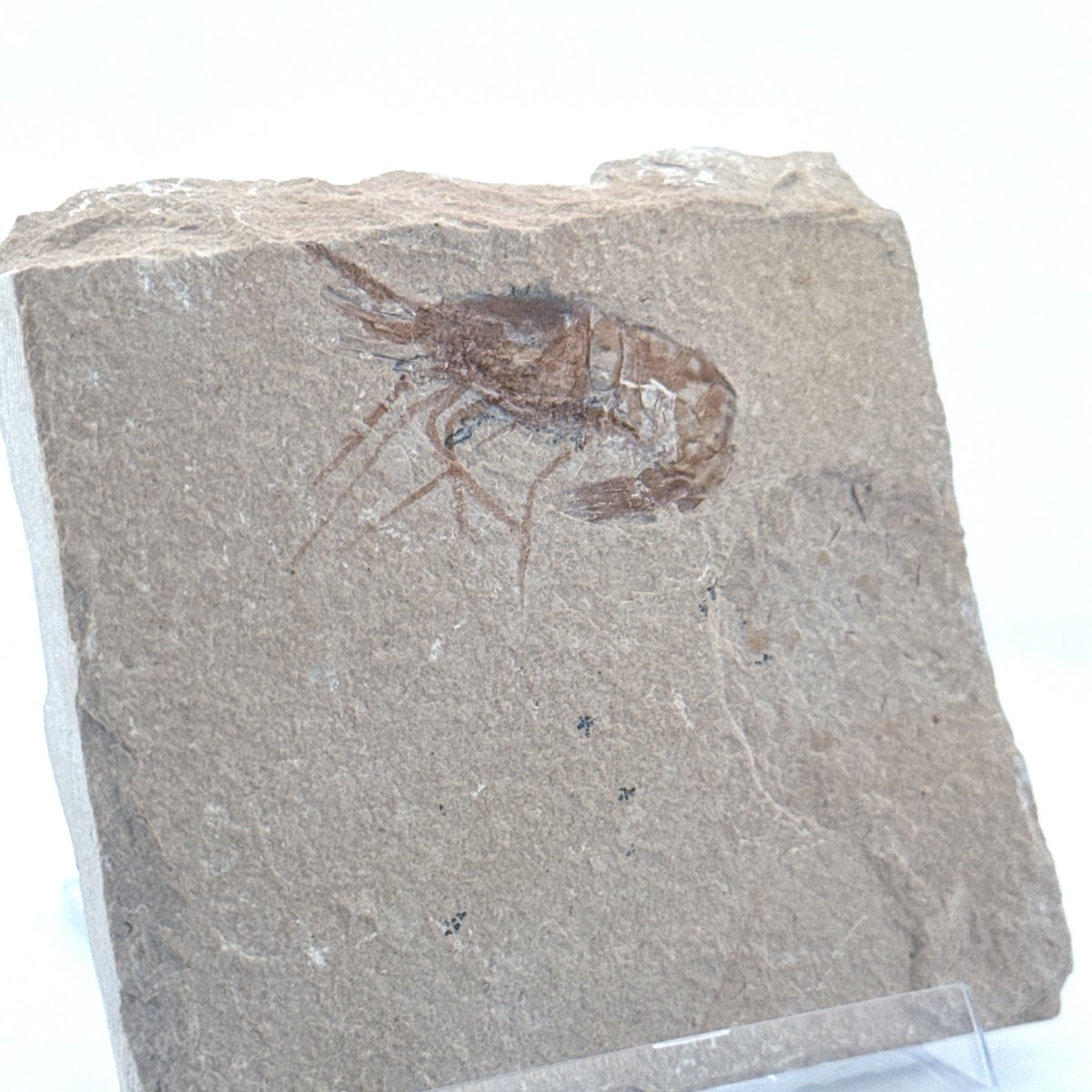 Carpopenaeus Callirostris, Fossil shrimp on matrix (1.24") from Lebanon - FossilsAndMore