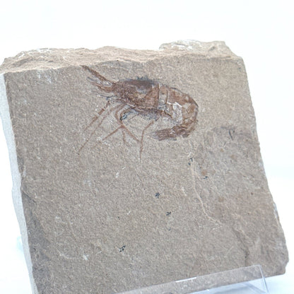 Carpopenaeus Callirostris, Fossil shrimp on matrix (1.24") from Lebanon - FossilsAndMore