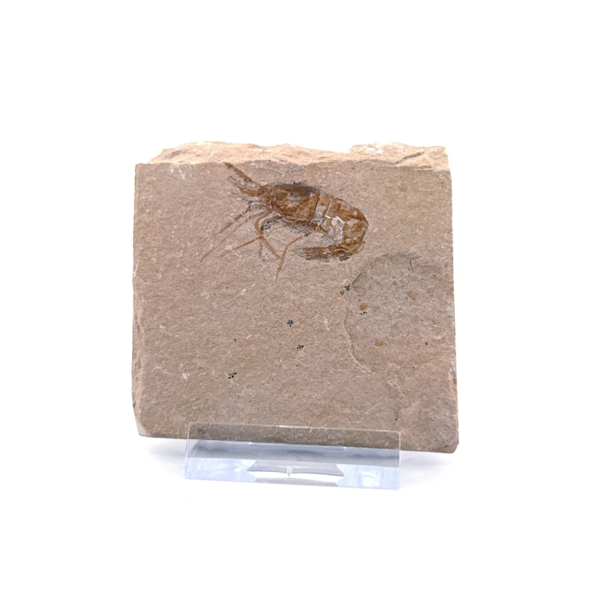 Carpopenaeus Callirostris, Fossil shrimp on matrix (1.24") from Lebanon - FossilsAndMore