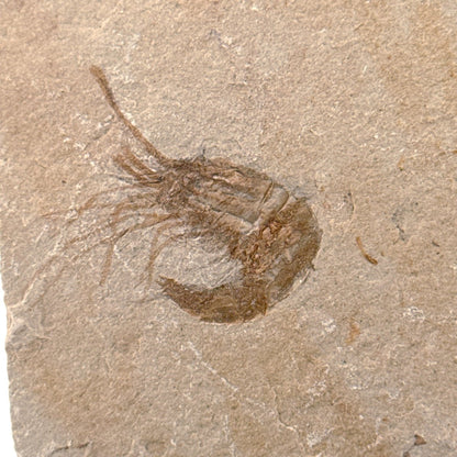 Carpopenaeus Callirostris, Fossil shrimp on matrix (1.27") from Lebanon - FossilsAndMore
