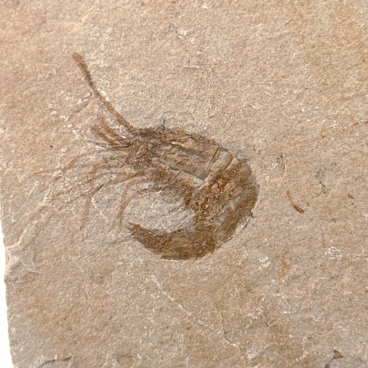 Carpopenaeus Callirostris, Fossil shrimp on matrix (1.27") from Lebanon - FossilsAndMore