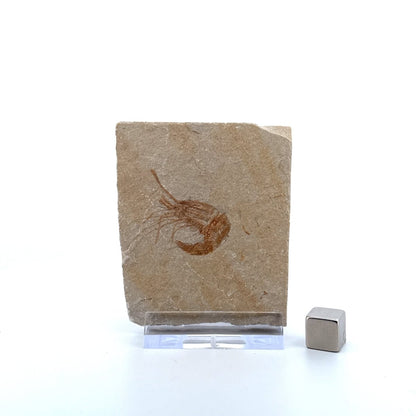 Carpopenaeus Callirostris, Fossil shrimp on matrix (1.27") from Lebanon - FossilsAndMore