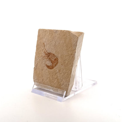 Carpopenaeus Callirostris, Fossil shrimp on matrix (1.27") from Lebanon - FossilsAndMore