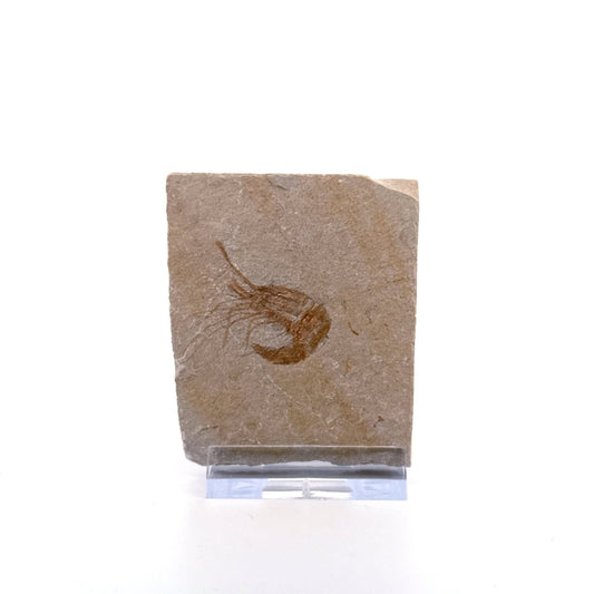 Carpopenaeus Callirostris, Fossil shrimp on matrix (1.27") from Lebanon - FossilsAndMore