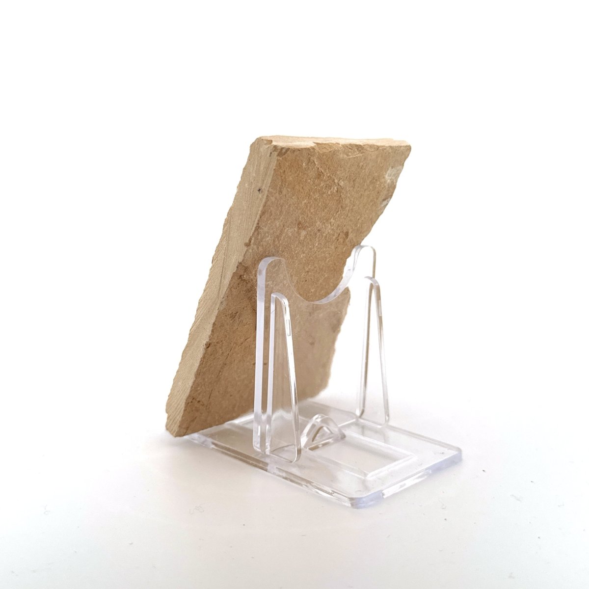 Carpopenaeus Callirostris fossil shrimp on matrix (1.32") - Cretaceous, Lebanon - FossilsAndMore