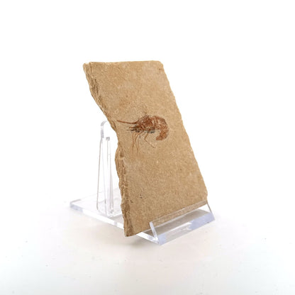 Carpopenaeus Callirostris fossil shrimp on matrix (1.32") - Cretaceous, Lebanon - FossilsAndMore