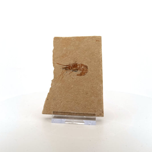 Carpopenaeus Callirostris fossil shrimp on matrix (1.32") - Cretaceous, Lebanon - FossilsAndMore