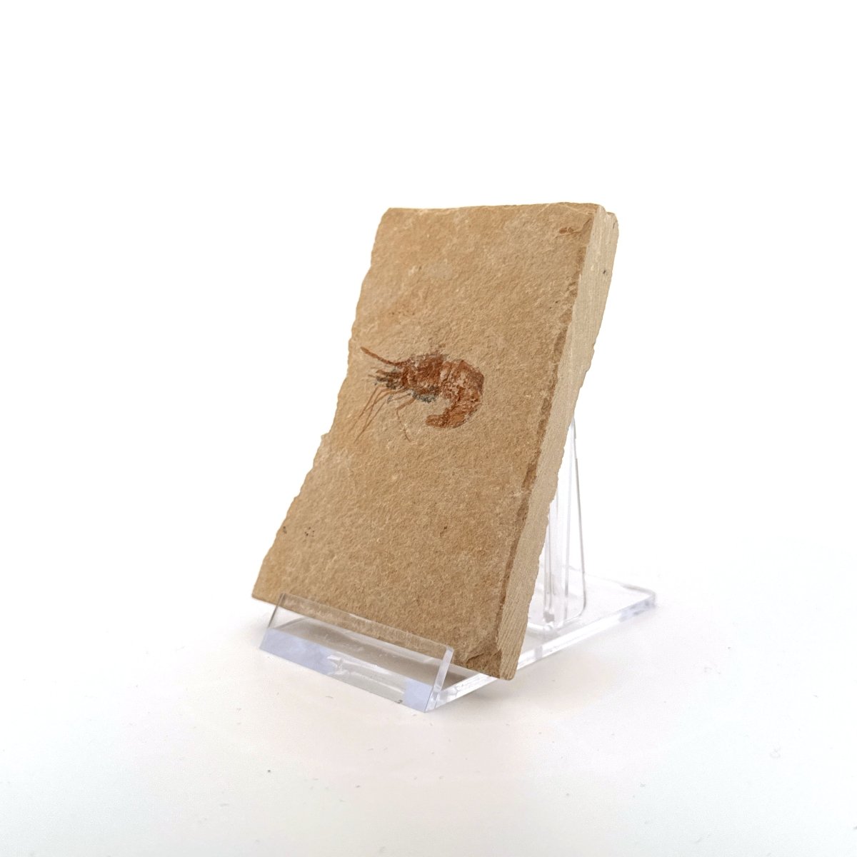 Carpopenaeus Callirostris fossil shrimp on matrix (1.32") - Cretaceous, Lebanon - FossilsAndMore