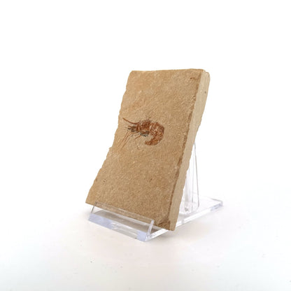 Carpopenaeus Callirostris fossil shrimp on matrix (1.32") - Cretaceous, Lebanon - FossilsAndMore