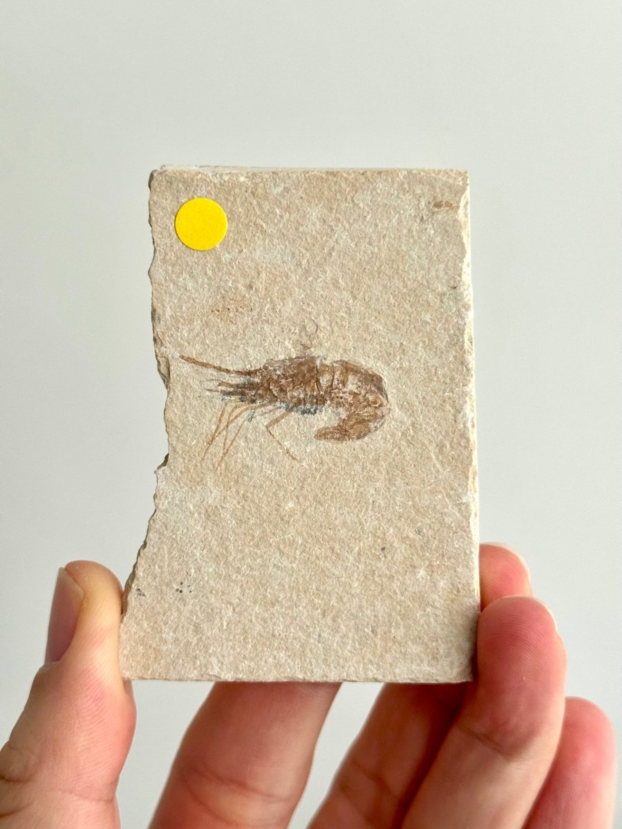 Carpopenaeus Callirostris fossil shrimp on matrix (1.32") - Cretaceous, Lebanon - FossilsAndMore