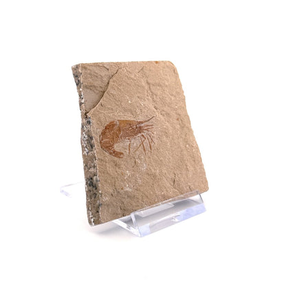 Carpopenaeus Callirostris, Fossil shrimp on matrix (1.32") from Lebanon - FossilsAndMore