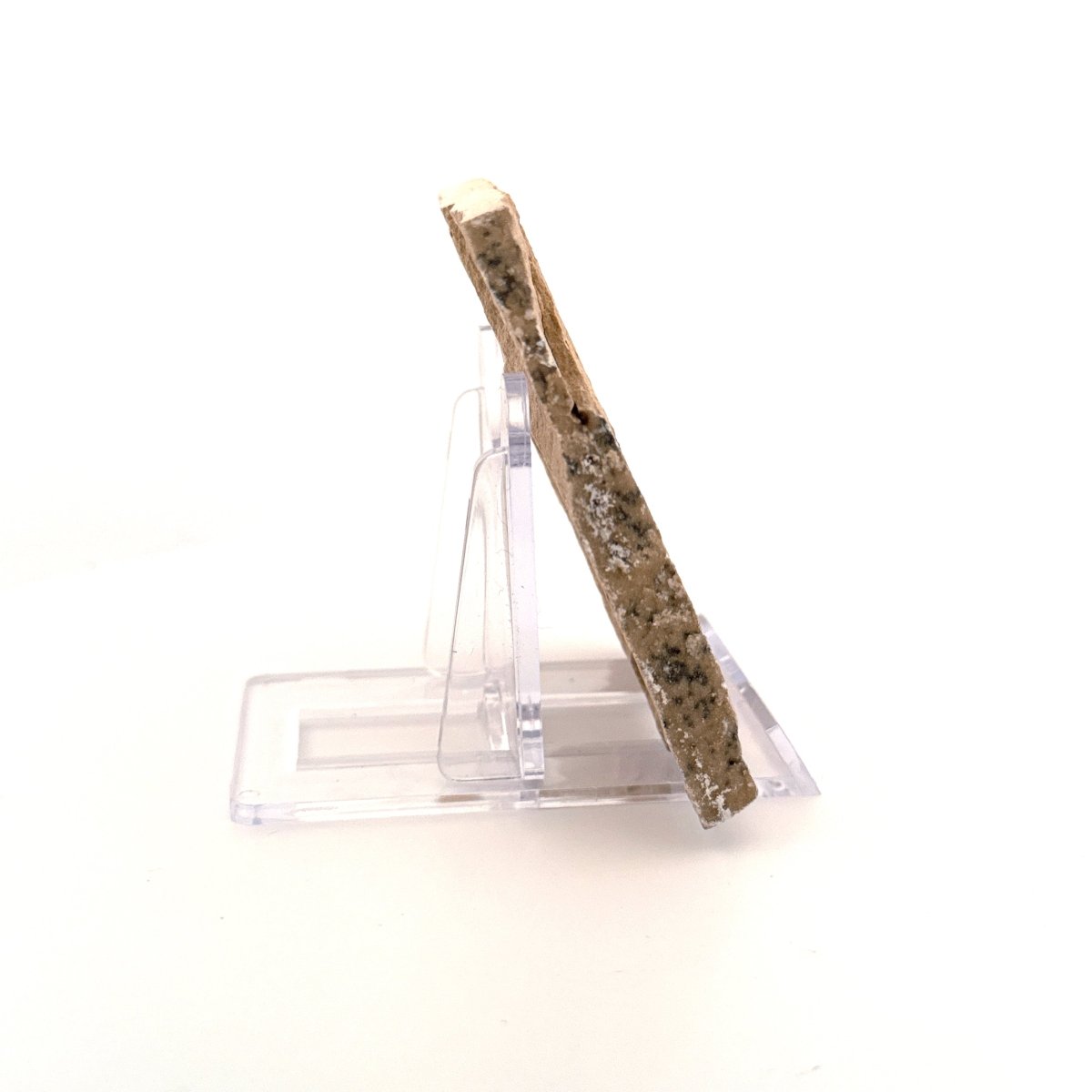 Carpopenaeus Callirostris, Fossil shrimp on matrix (1.32") from Lebanon - FossilsAndMore