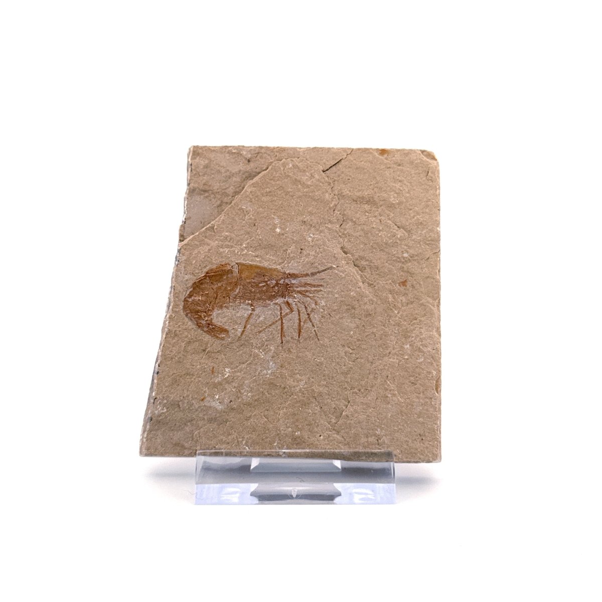 Carpopenaeus Callirostris, Fossil shrimp on matrix (1.32") from Lebanon - FossilsAndMore