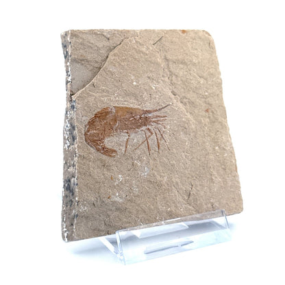 Carpopenaeus Callirostris, Fossil shrimp on matrix (1.32") from Lebanon - FossilsAndMore