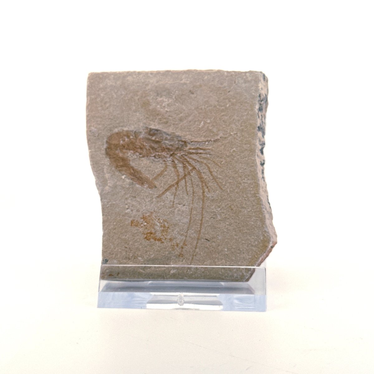 Carpopenaeus Callirostris, Fossil shrimp on matrix (1.57") from Lebanon - FossilsAndMore
