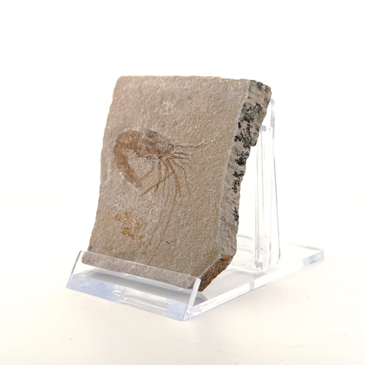 Carpopenaeus Callirostris, Fossil shrimp on matrix (1.57") from Lebanon - FossilsAndMore