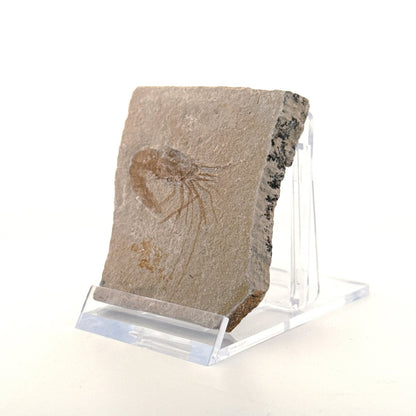 Carpopenaeus Callirostris, Fossil shrimp on matrix (1.57") from Lebanon - FossilsAndMore