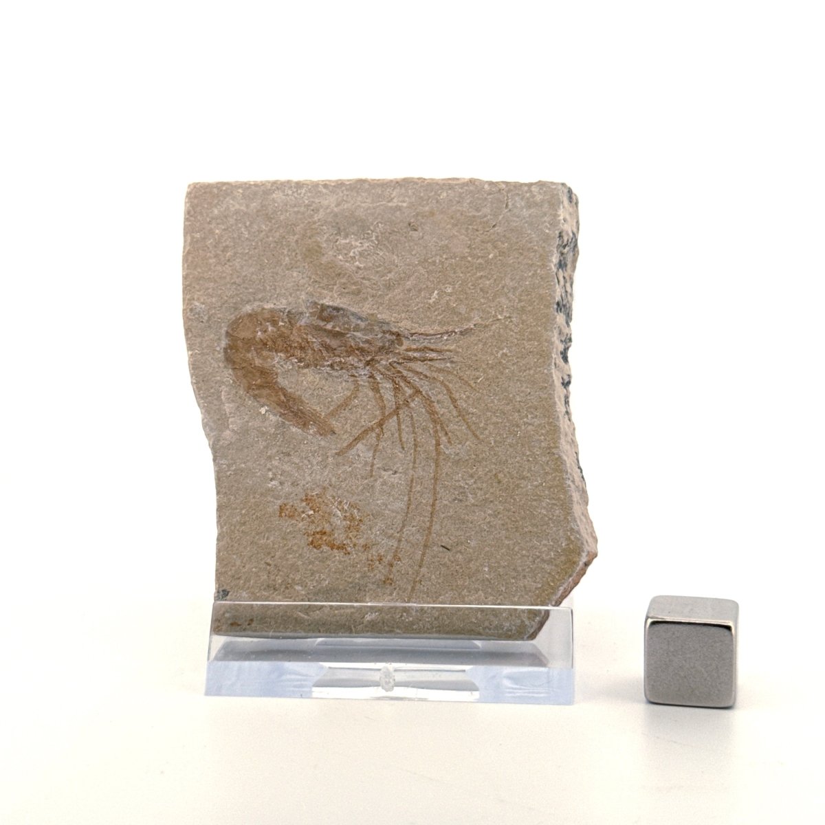 Carpopenaeus Callirostris, Fossil shrimp on matrix (1.57") from Lebanon - FossilsAndMore