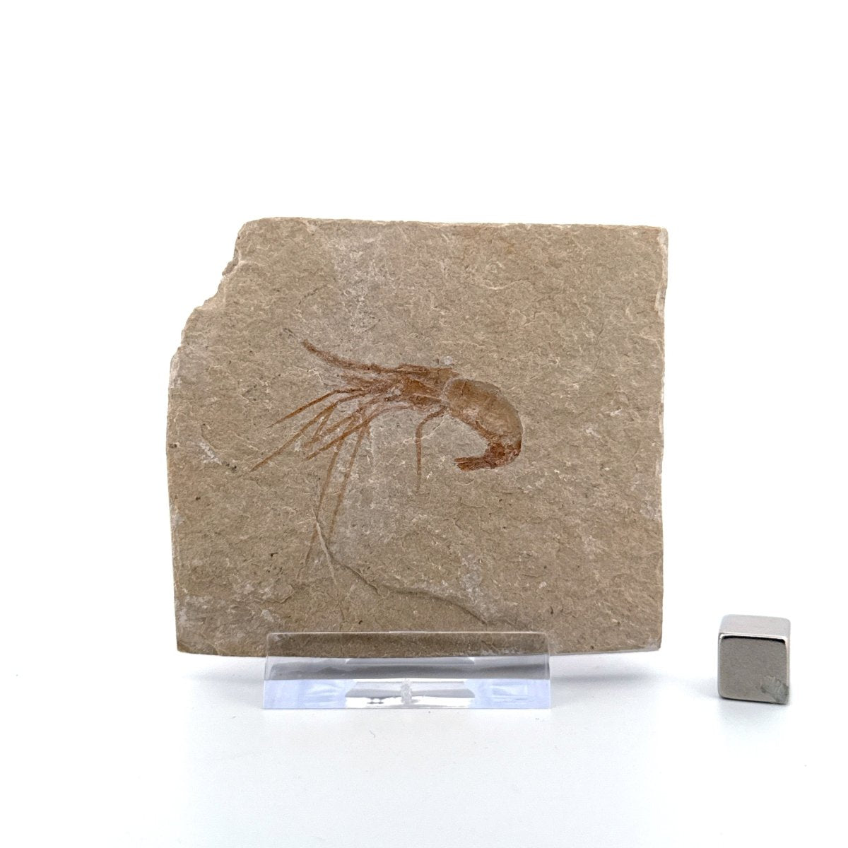 Carpopenaeus Callirostris, Fossil shrimp on matrix (1.72") from Lebanon - FossilsAndMore