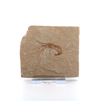 Carpopenaeus Callirostris, Fossil shrimp on matrix (1.72") from Lebanon - FossilsAndMore