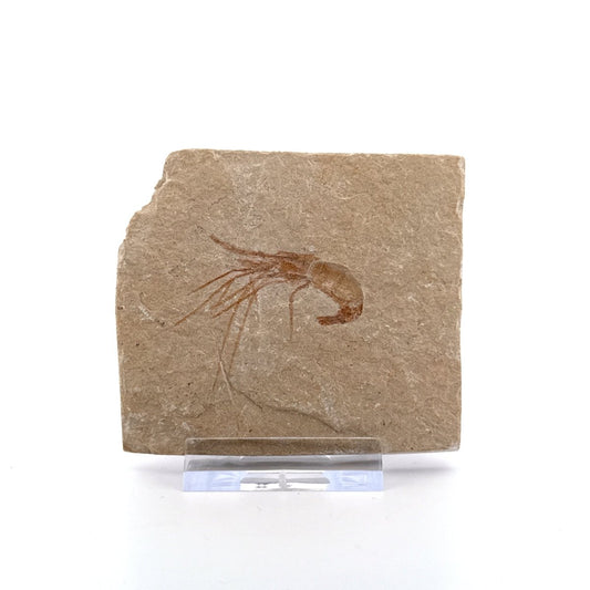 Carpopenaeus Callirostris, Fossil shrimp on matrix (1.72") from Lebanon - FossilsAndMore
